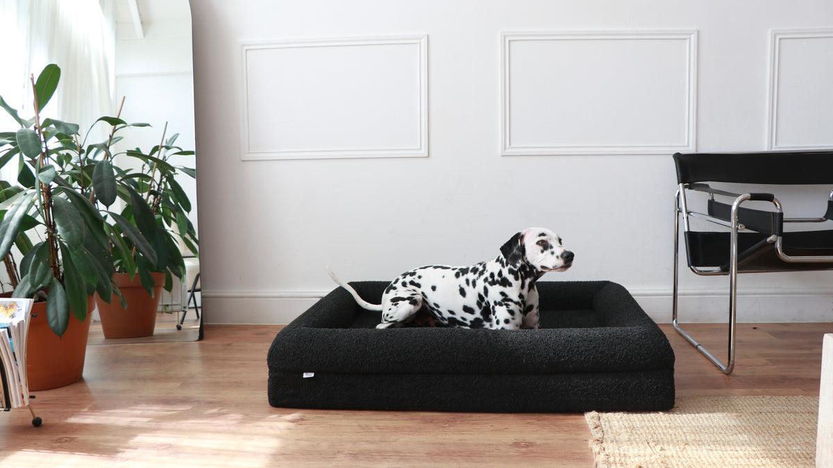 A dog resting on The Chelsea dog bed in Onyx boucle (Onyx Boucle)