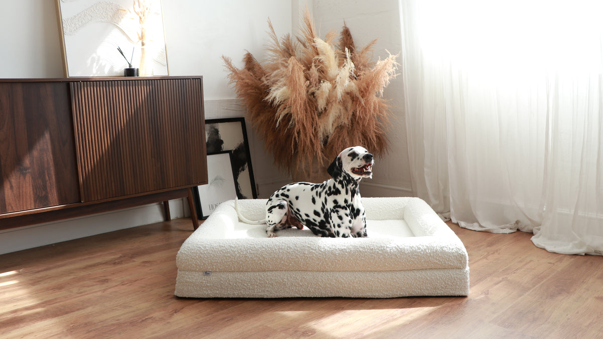 The Chelsea dog bed in Ivory boucle, photographed in a living room (Ivory Boucle)