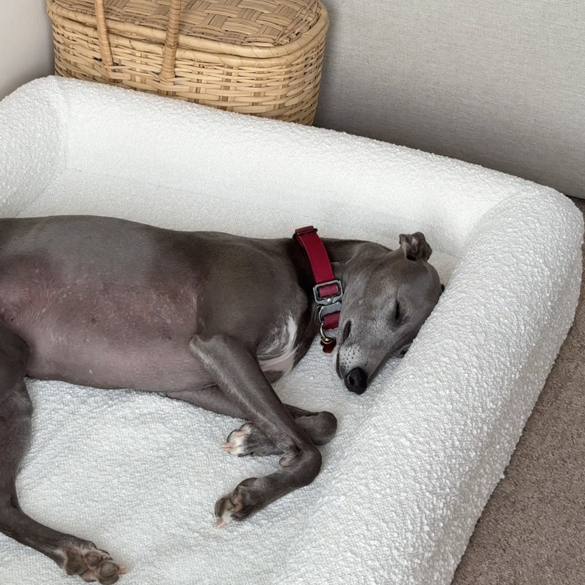 A whippet asleep on the Chelsea in Ivory beside a rattan basket